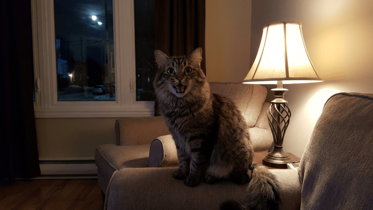 Image showcasing 8 reasons your cat keeps meowing at night and how to stop it