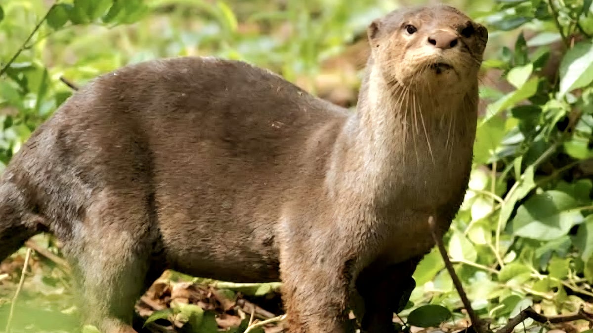 Smooth-coated otters spotted in Bannerghatta National Park for first ...
