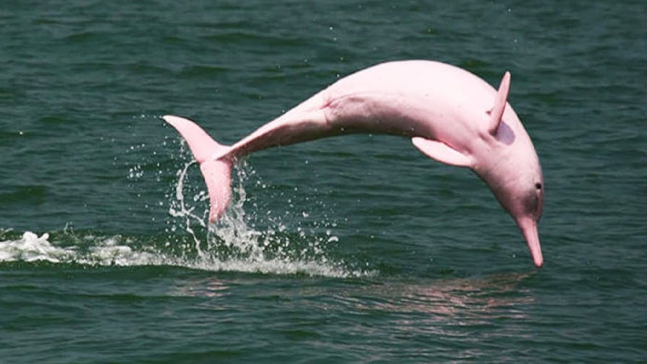 Wildlife cameras capture the beauty of 15 pink animals in nature