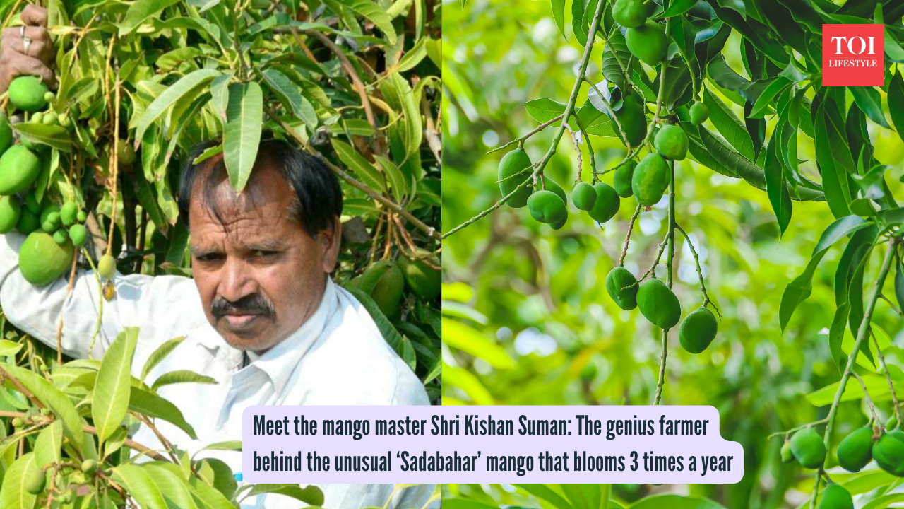 Meet the mango master Shri Kishan Suman: The genius farmer behind the ...