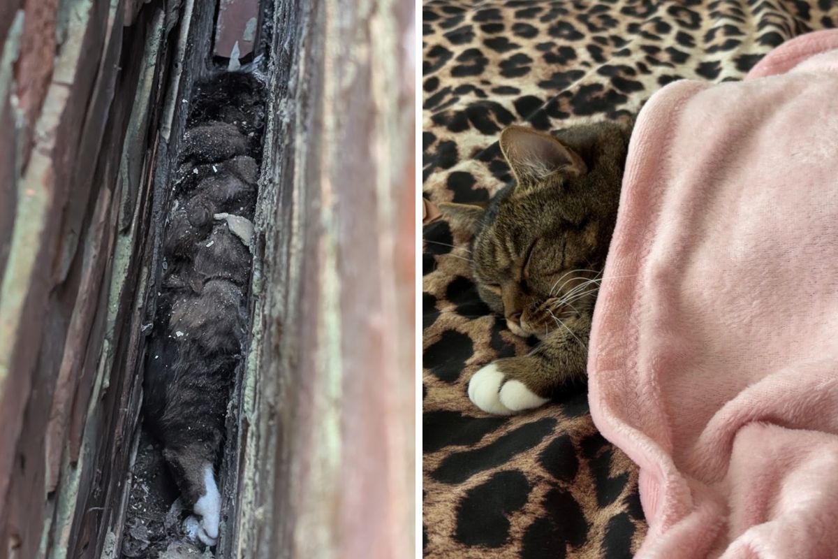 Missing Portsmouth cat Alfie returns home after five-hour RSPCA rescue op