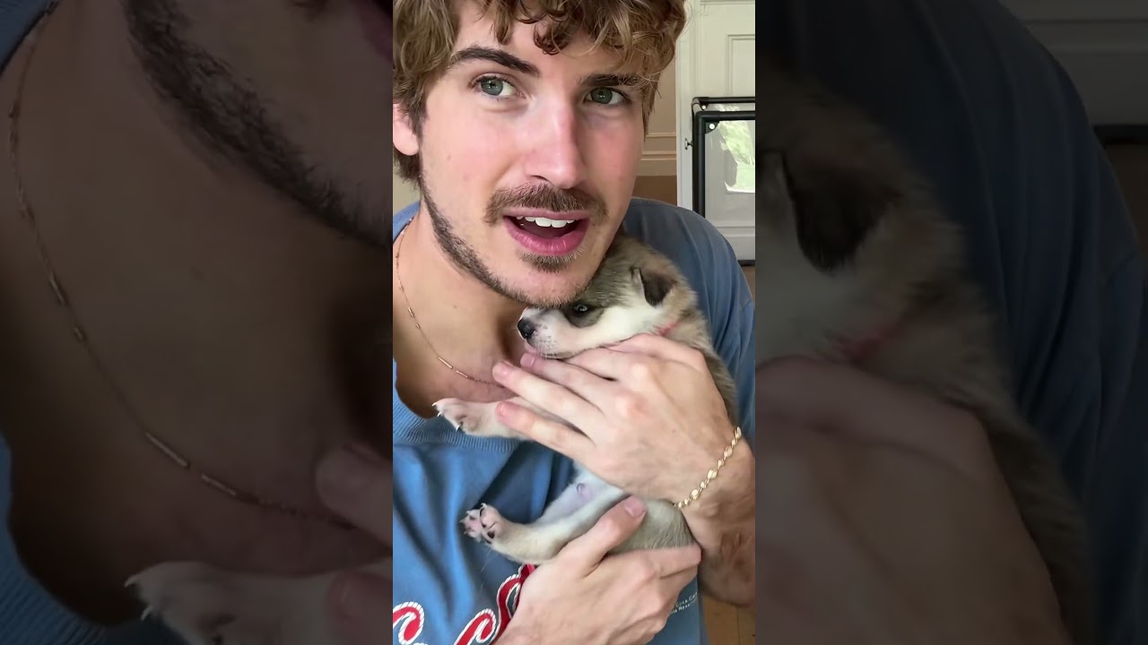 Tiny one-month-old puppies get their first weigh-in