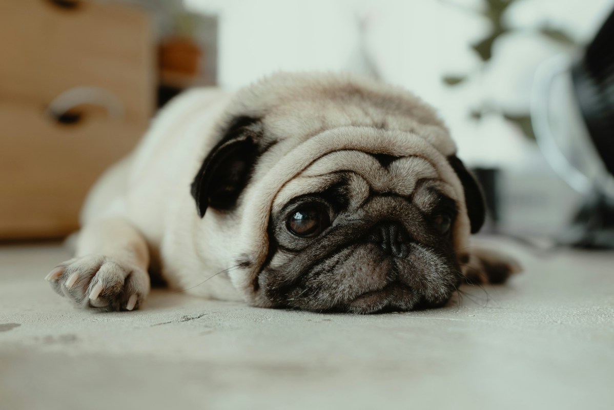 Grumpy pug’s angry reaction to slow feeder has everyone laughing
