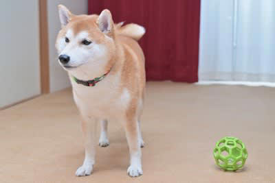 犬が『分離不安症』になる絶対NG行為5選 依存しすぎなワンコがみせる行動とは？