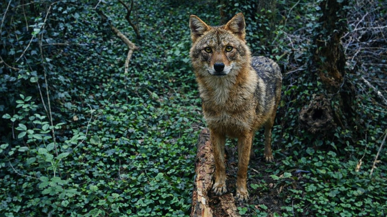DSLR camera trap captures elusive wildlife