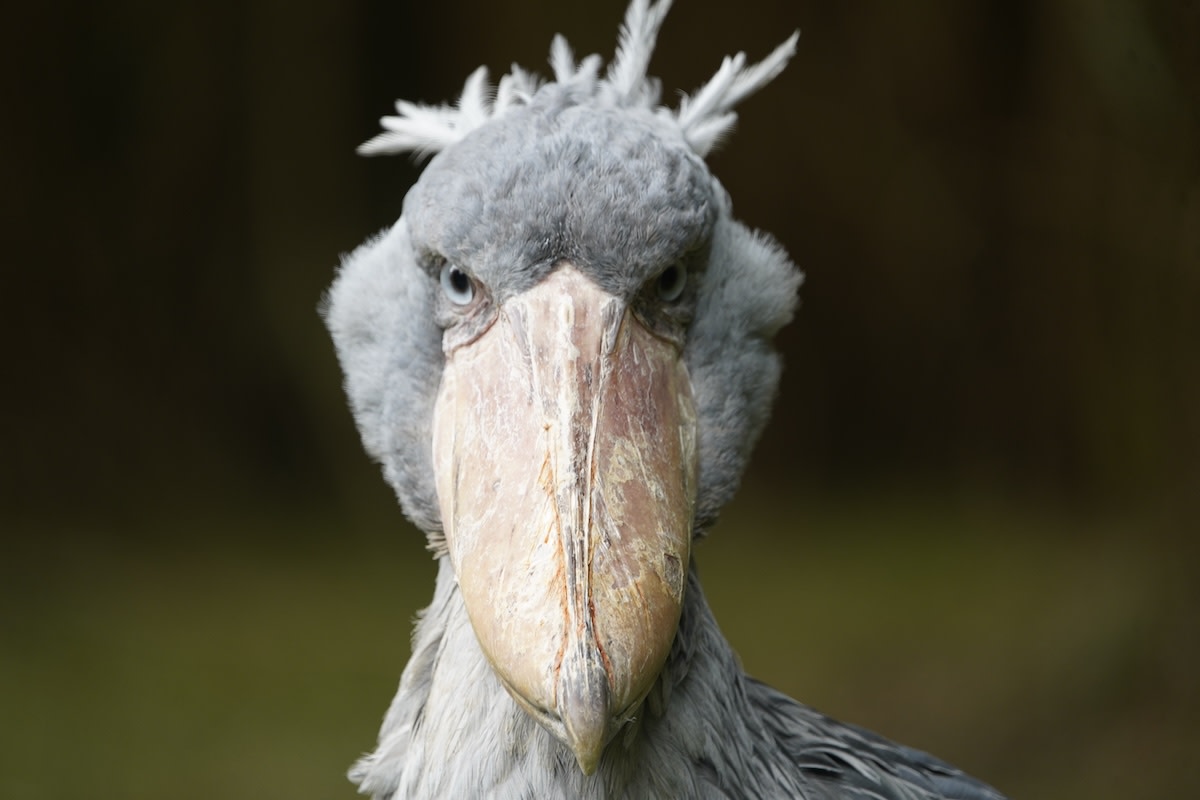 Stunning shoebill stork video leaves viewers comparing it to dinosaurs