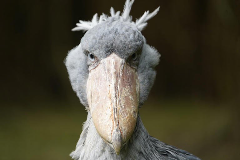 Stunning shoebill stork video leaves viewers comparing it to dinosaurs