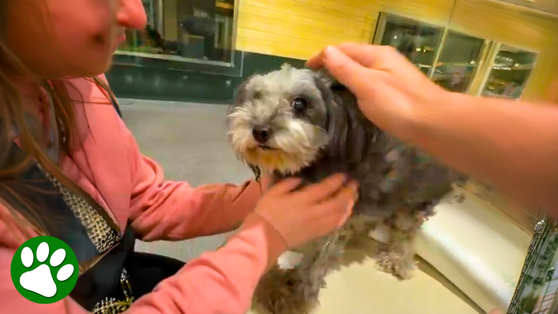 Missing dog reunited with owner after 5 years