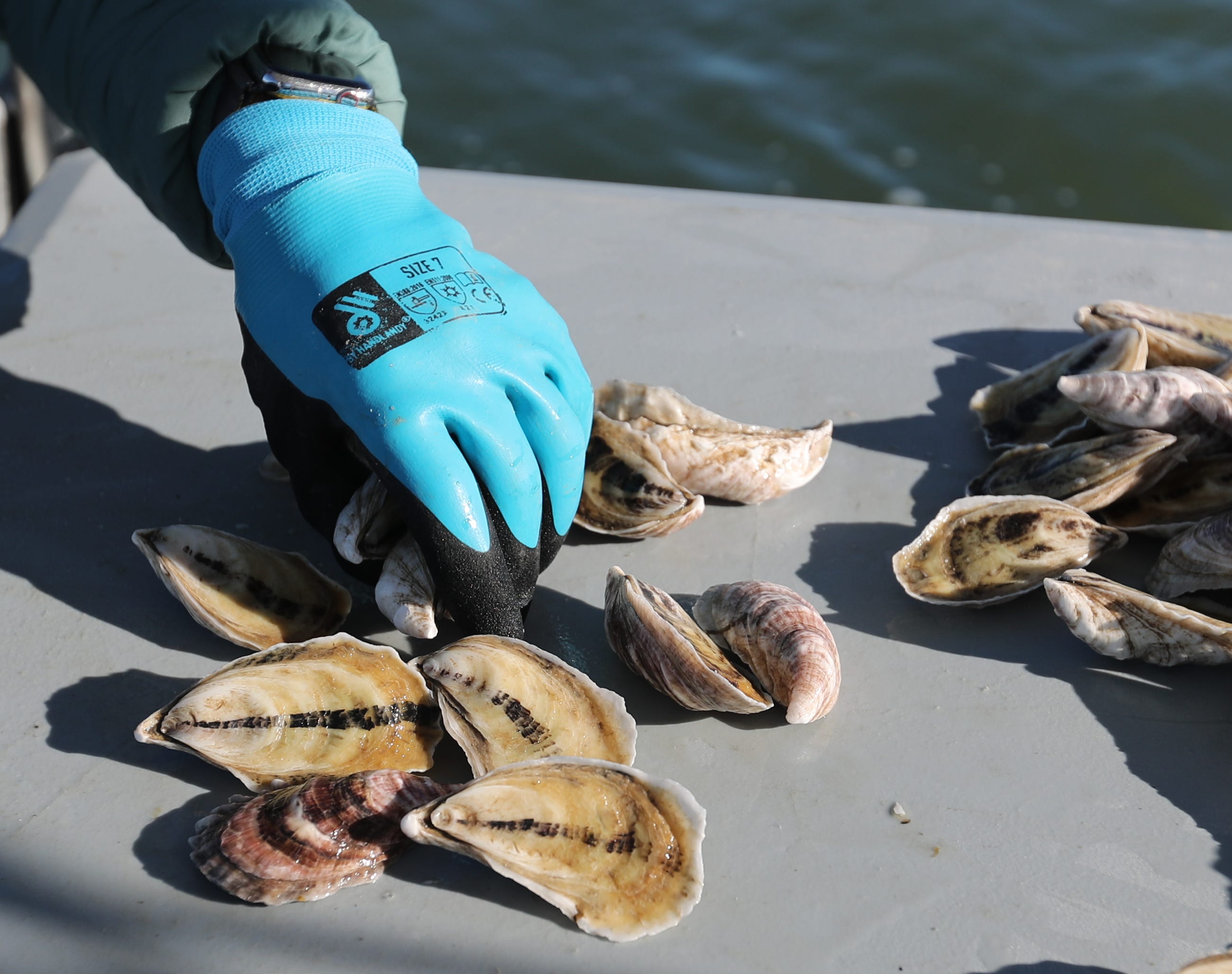 Georgia oyster farmers may see expanded harvest window in summer