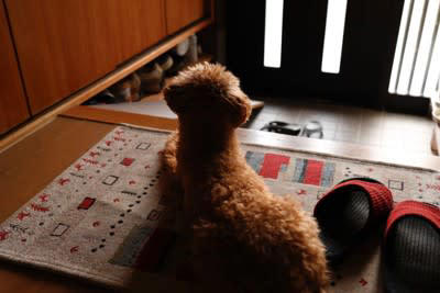 犬が『分離不安症』になる絶対NG行為5選 依存しすぎなワンコがみせる行動とは？