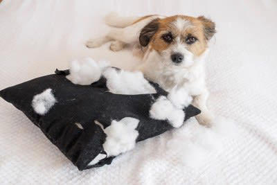 犬が『分離不安症』になる絶対NG行為5選 依存しすぎなワンコがみせる行動とは？