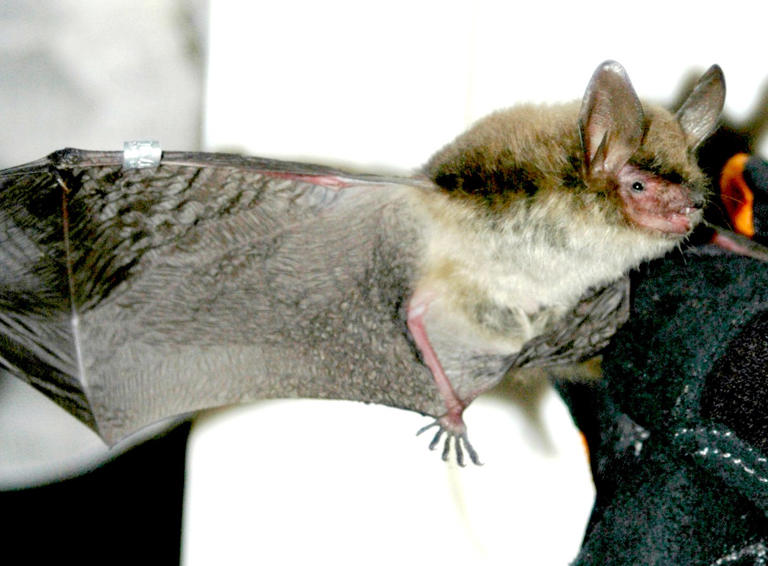 White-nose syndrome hit VT bats hard. Can they come back?