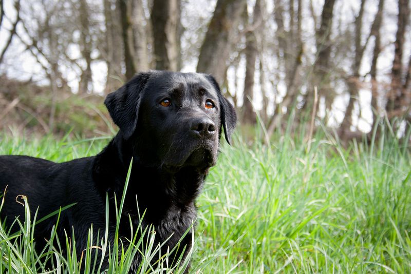 8 dog breeds that show emotional goodbye signs – and 8 that stay strong ...