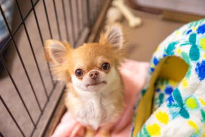 犬が『分離不安症』になる絶対NG行為5選 依存しすぎなワンコがみせる行動とは？