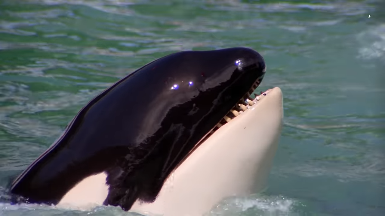 Watch these killer whales attack boats – and it’s getting more aggressive