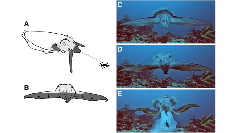 Looks like a UFO, hunts like a ghost: Fish caught with stunning ...