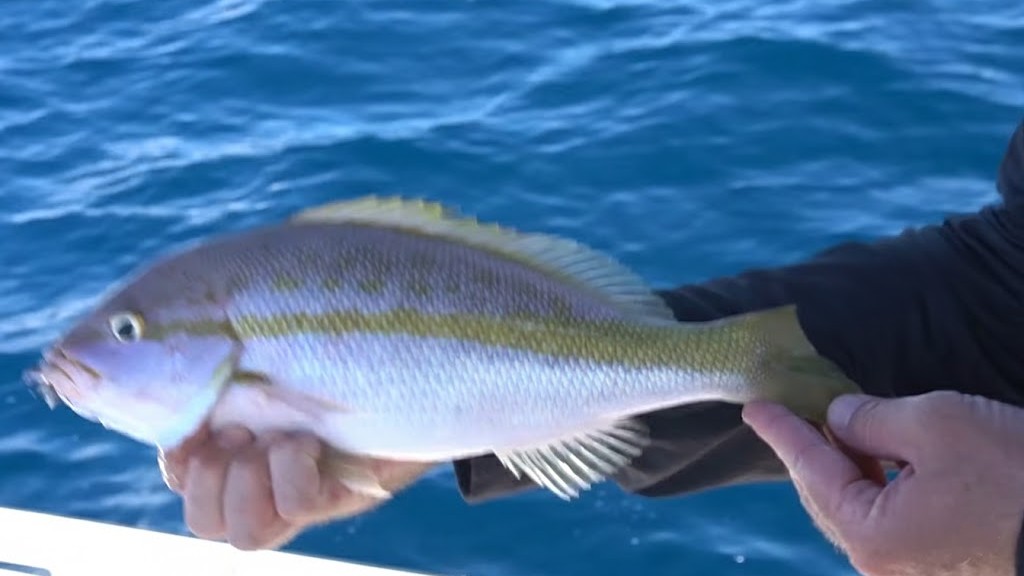 How this monster exploded on our bait at the reef’s edge