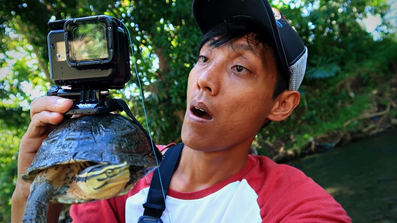 Pasang GoPro di tubuh kura-kura hasilnya benar-benar tak terduga