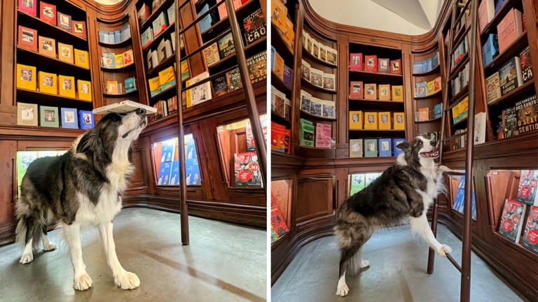 Record-breaking dog Leonard Lee visits world's oldest bookshop in Lisbon