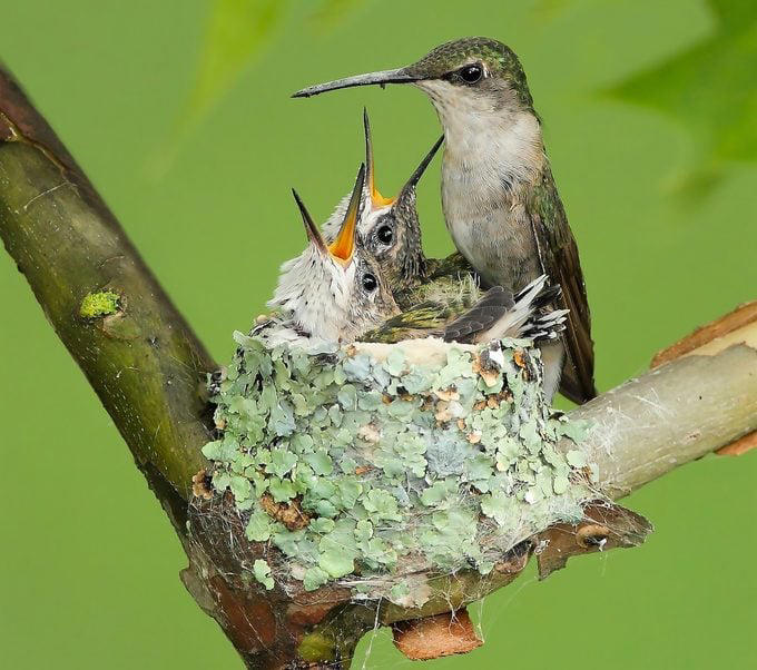 Do hummingbirds reuse their nests?