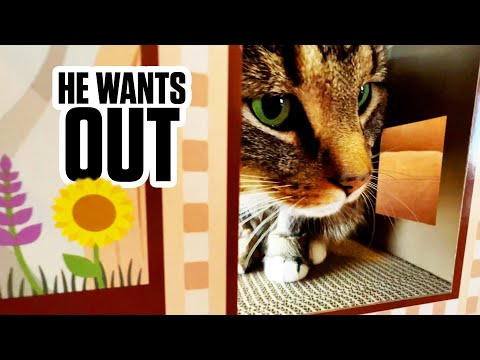 Feral barn cats face an impossible struggle to adapt to indoor life