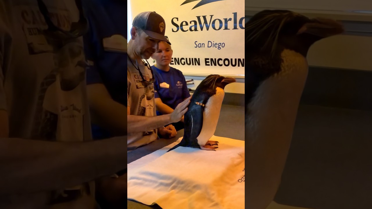 This penguin pooped on me #shorts