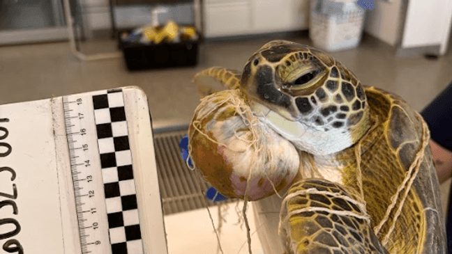Photos: Loggerhead Marinelife Center admits record 65 sea turtles in a ...