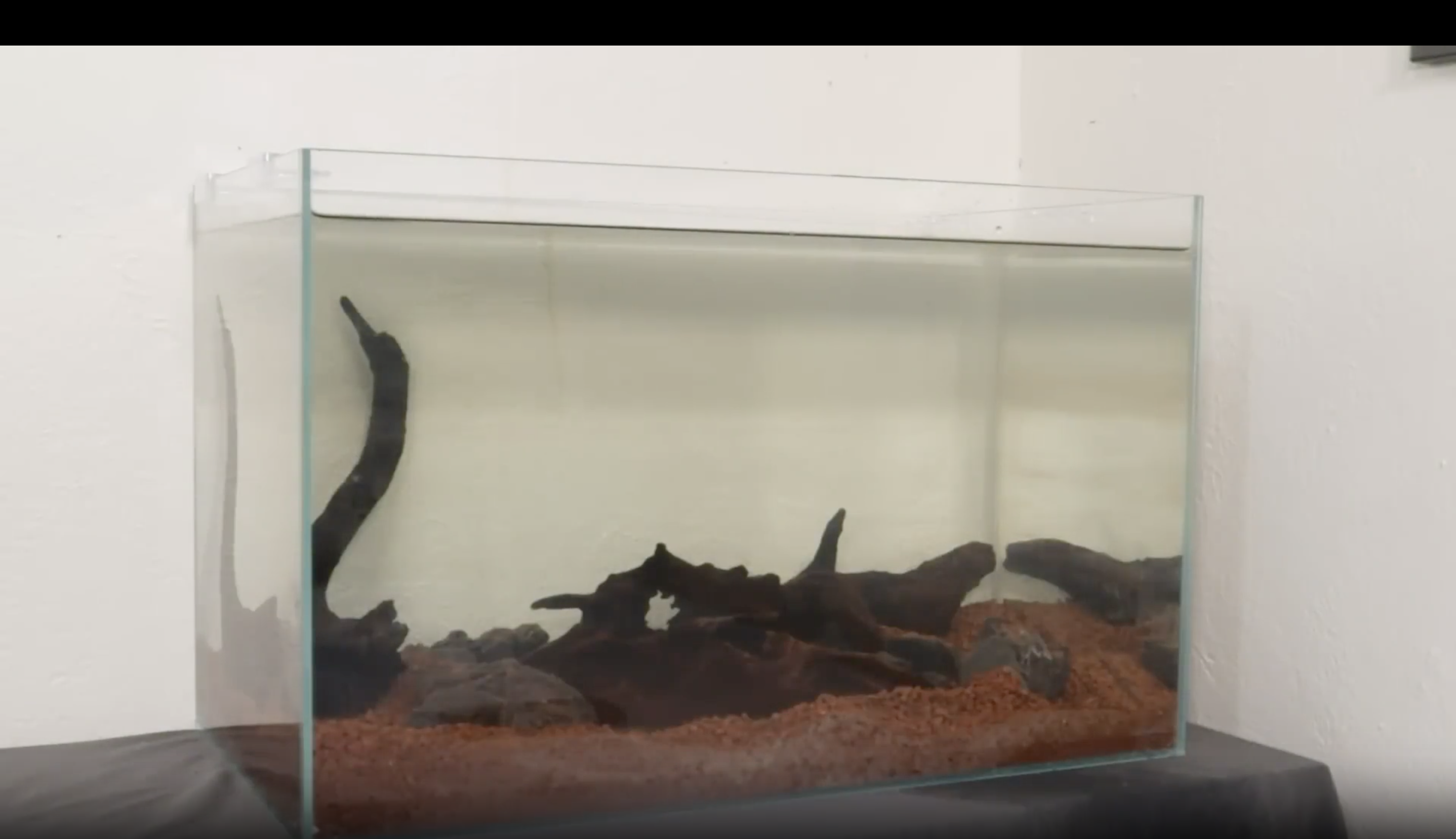 I built a lake ecosystem on my desk