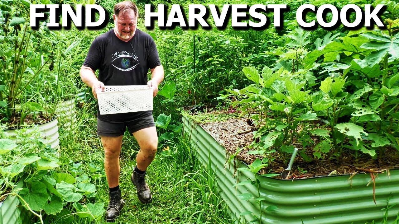 Turning my overgrown garden jungle into a delicious vegetarian feast ...