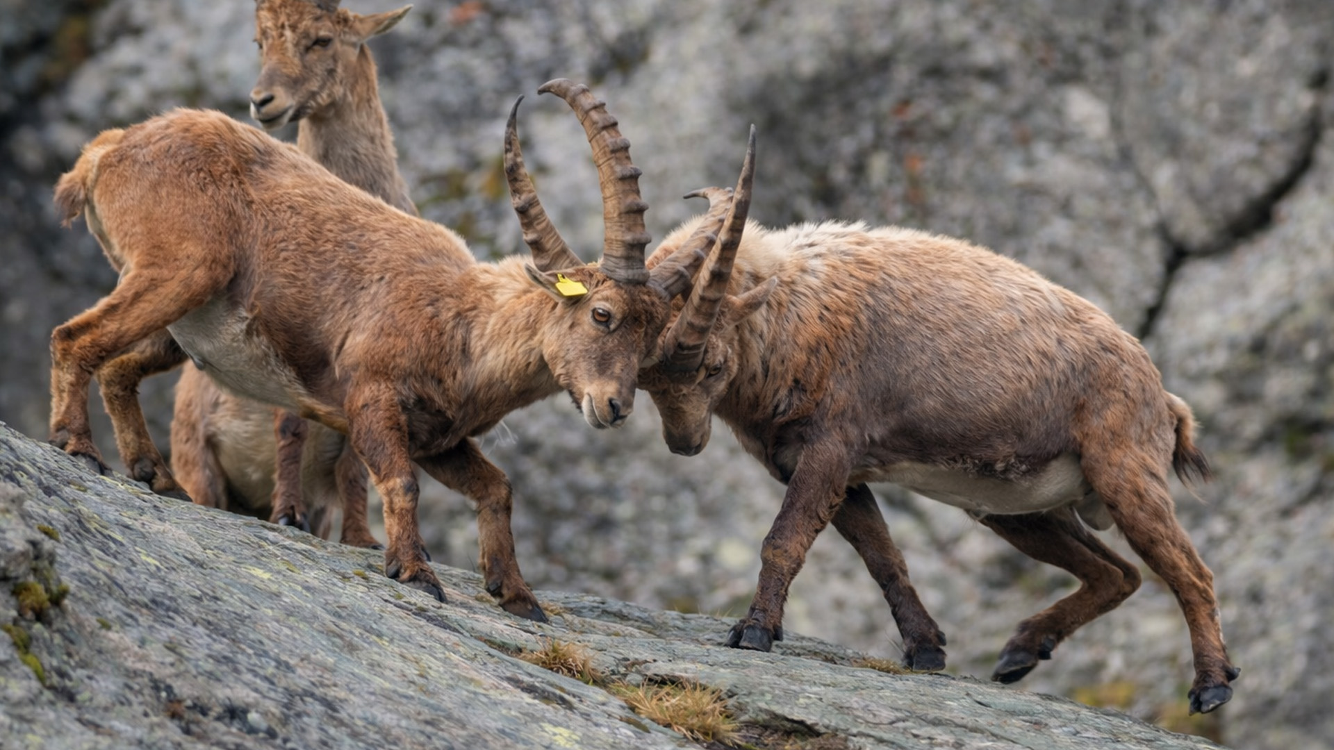 Camera trap footage reveals a wild clash on the rocks