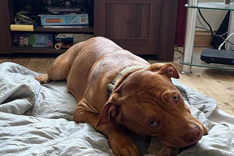 Essex mum 'mauled to death' in agonising 12 minutes by rapper's XL Bully