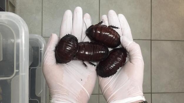 Rare cockroaches crawl on hands