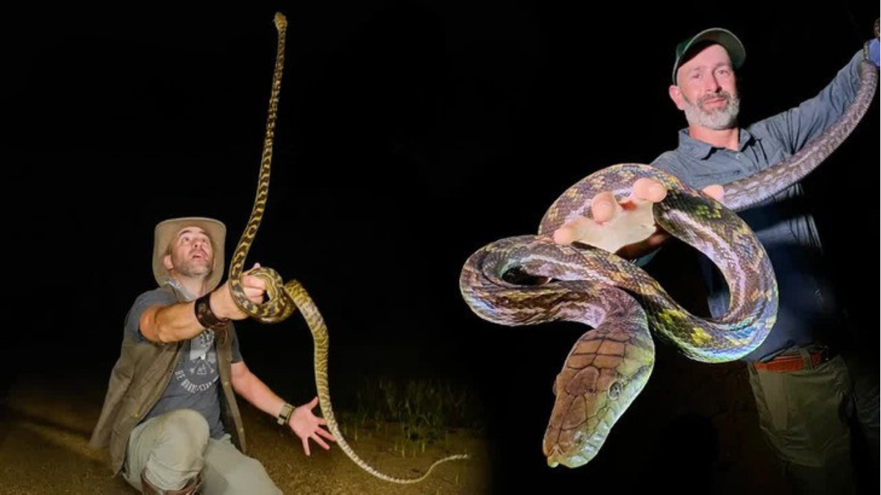 First time seeing a giant prickly stick insect!