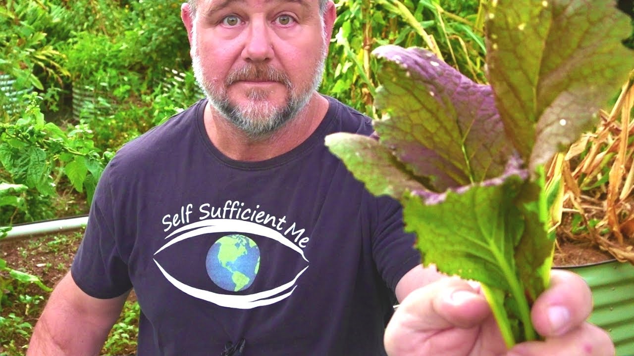 8 fast-growing veggies for quick harvests | Easy home garden tips with Mark