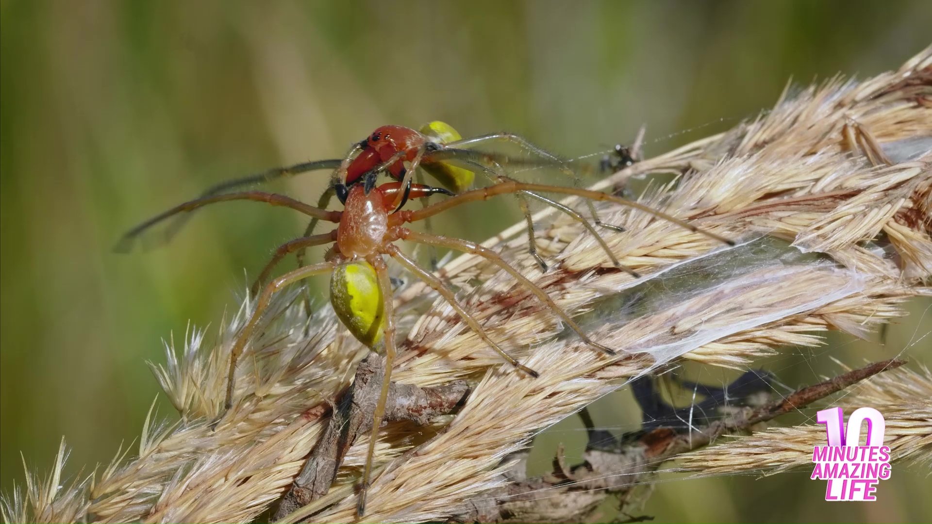 Spider fight for territory caught on camera
