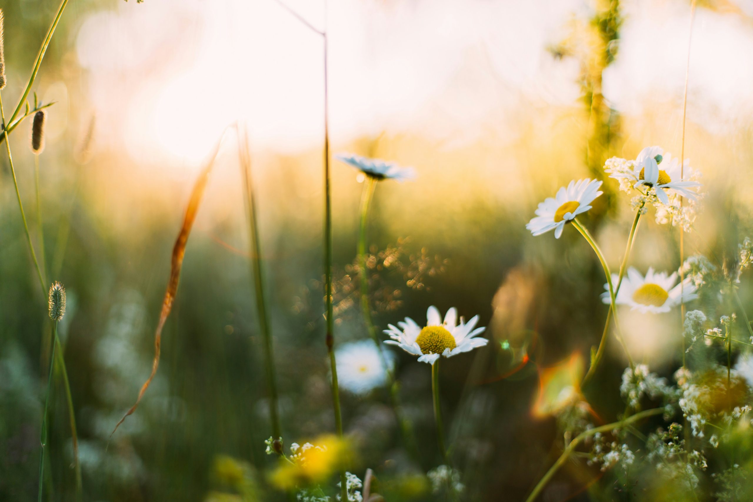 16 places where spring arrives early
