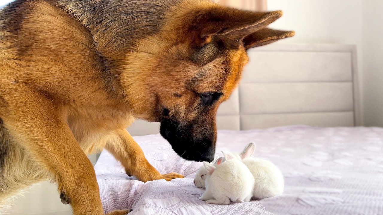 German shepherd unsure how to handle tiny bunnies