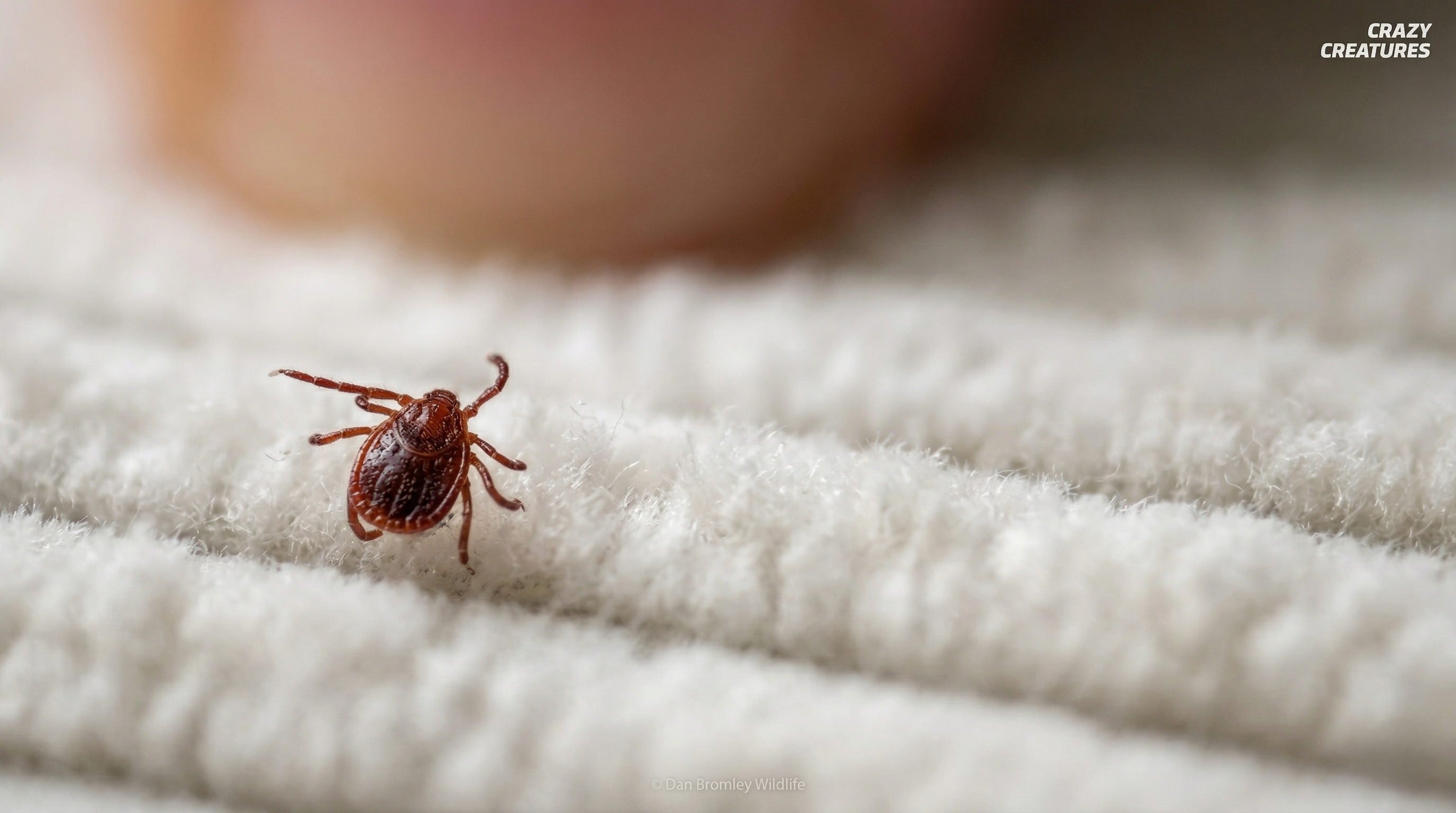 Watch what happens when a hidden tick infestation explodes
