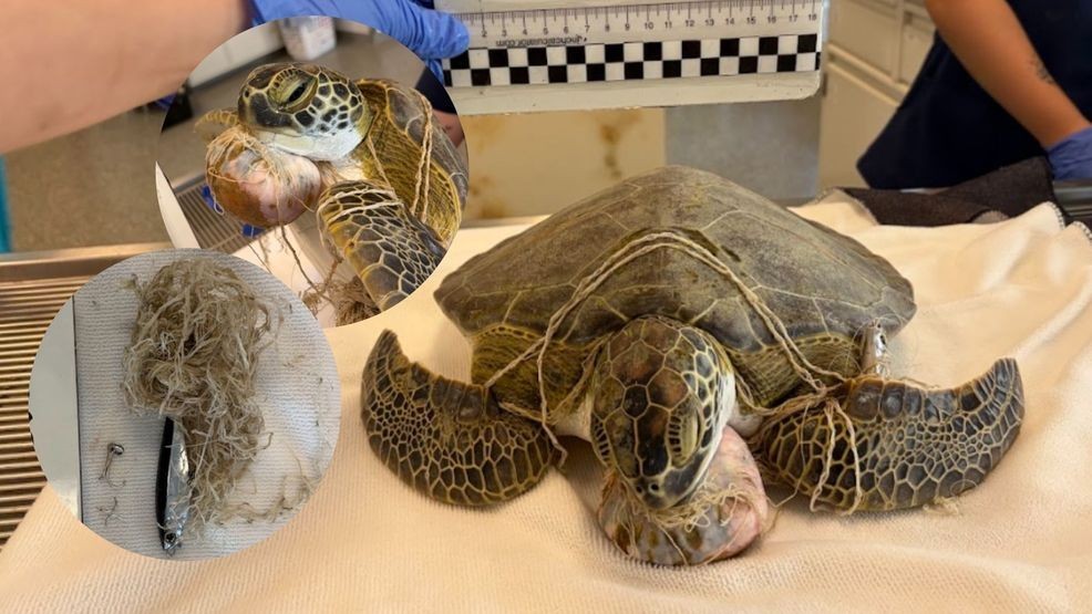 Photos: Loggerhead Marinelife Center admits record 65 sea turtles in a ...