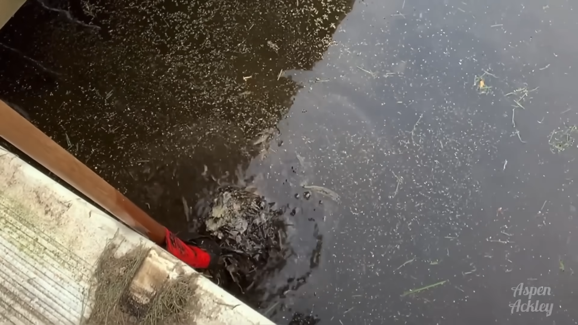 How this pool was rediscovered after two decades