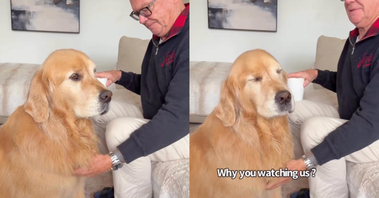 Golden retriever gives mom 'stink eye' when she disrupts his privacy
