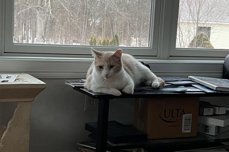 Owner annoyed cat won't let her sleep—then realizes he saved their lives