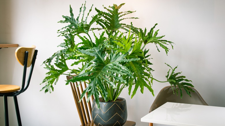 The 15 best plants you should have in your bedroom