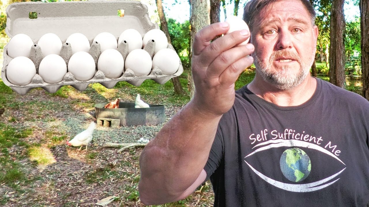 Backyard chicken myths busted: The truth about happy hens & egg shortages!