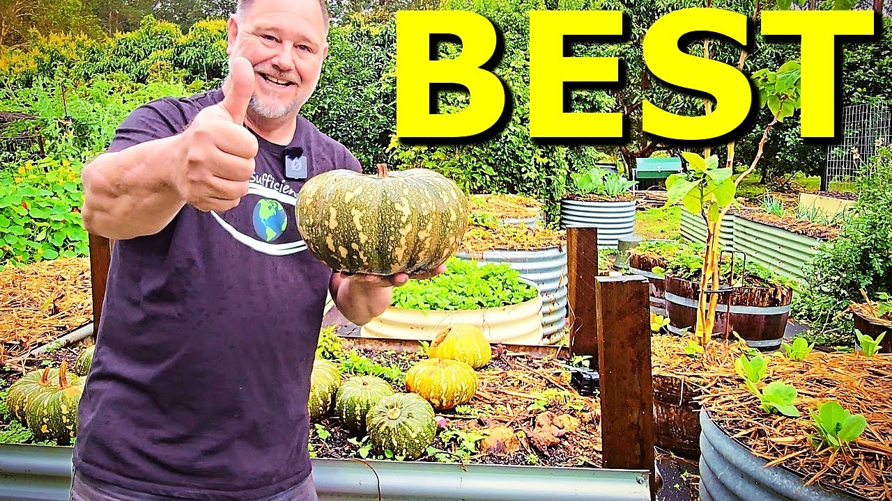Why Kent/Jap Pumpkins Are the Easiest & Healthiest to Grow! | Self ...