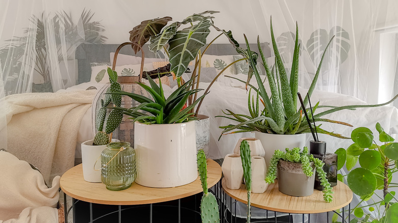 The 15 best plants you should have in your bedroom