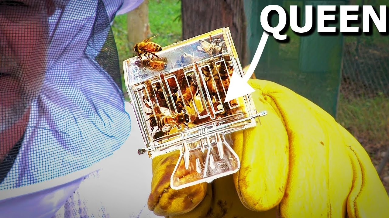 Bee-ginner’s beehive inspection: Mark’s second apiary adventure with ...
