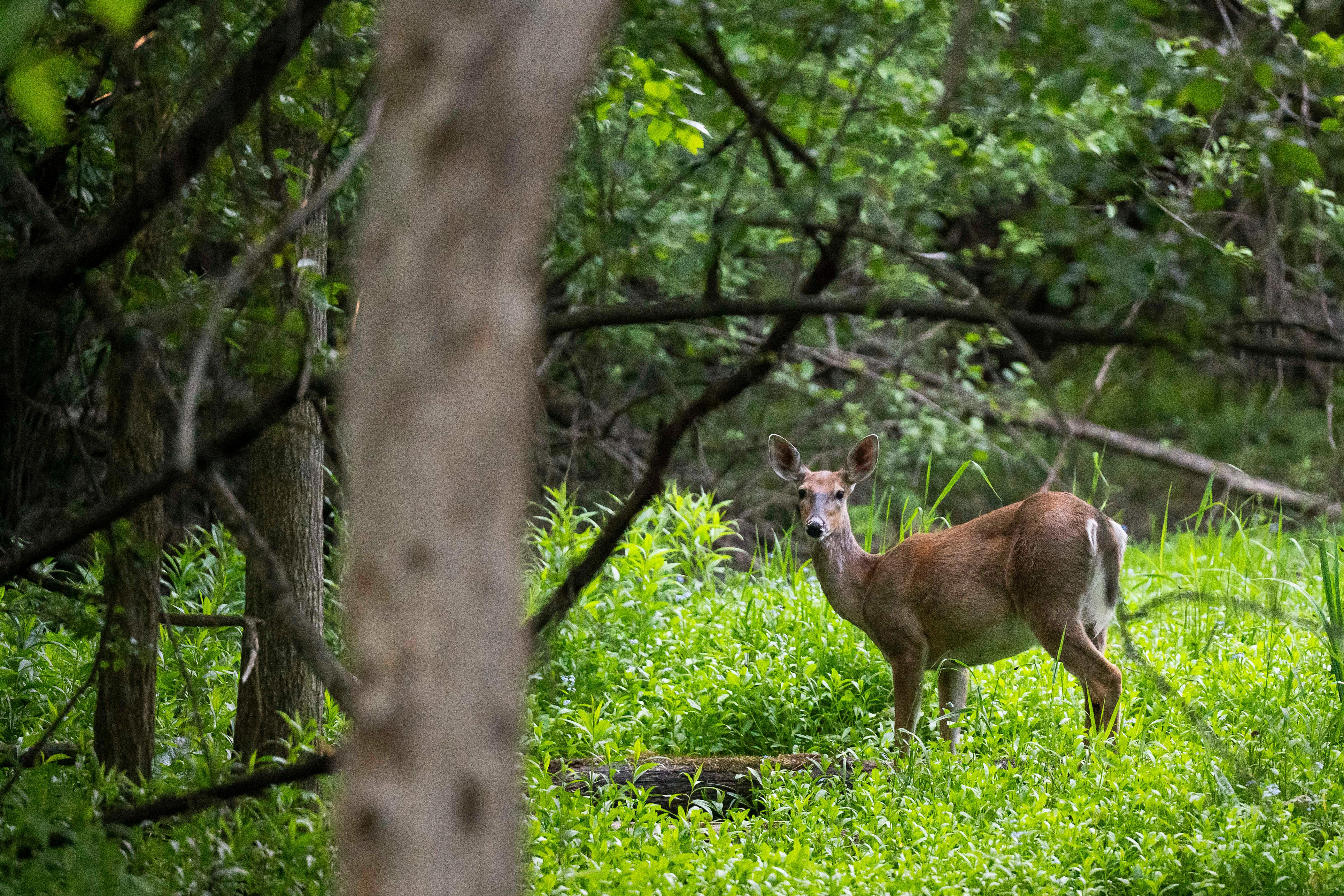 Bloomfield deer management efforts see pushback from county residents