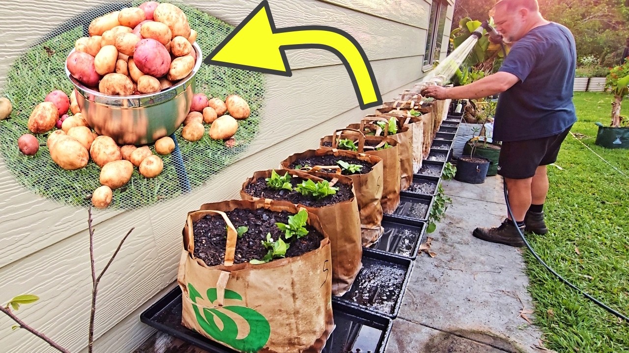 Growing potatoes in grocery paper bags: Brilliant garden hack or bust?