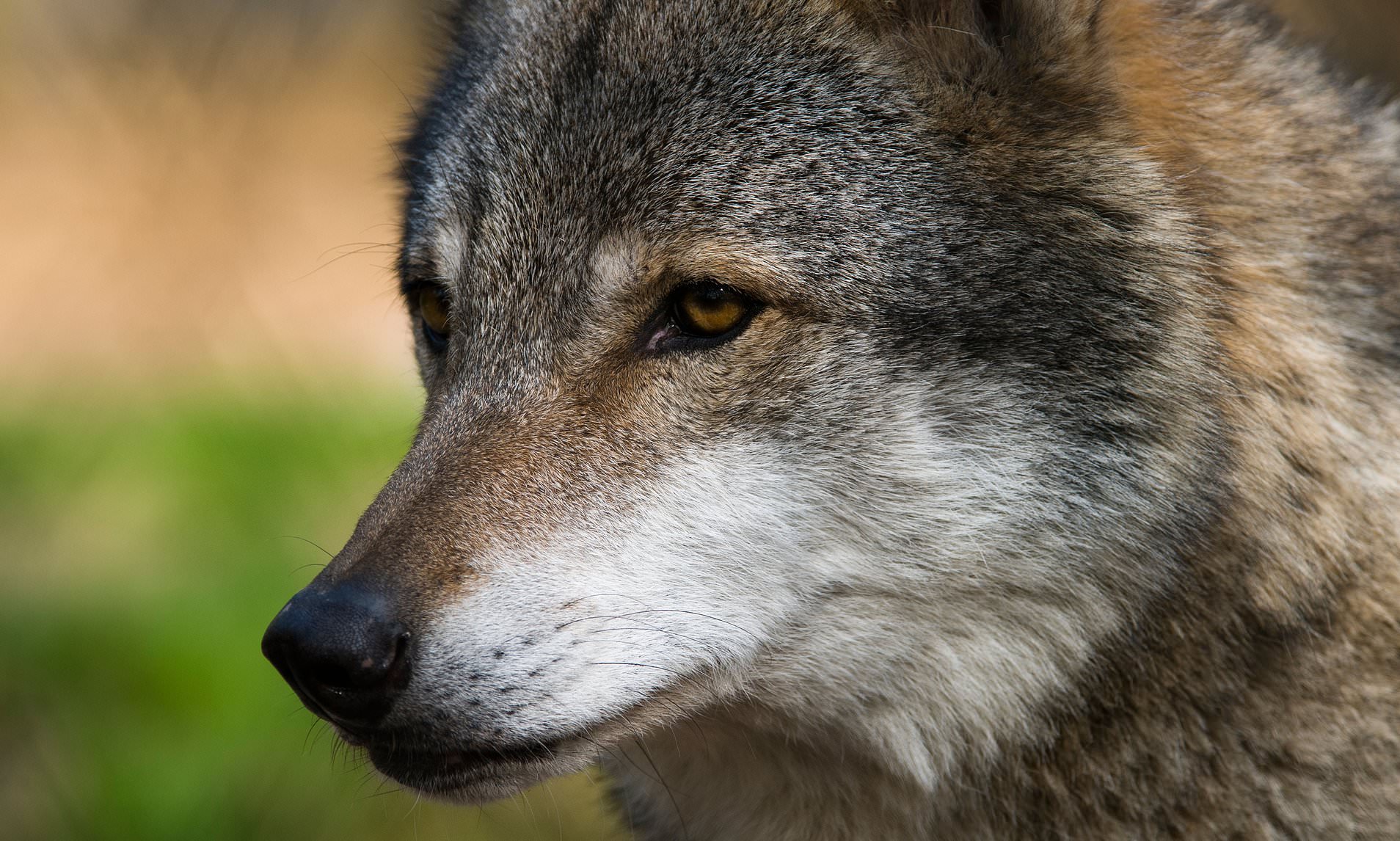 Wolf bites woman in the face in Hamburg shopping street